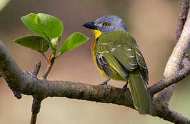 Grey-headed Bushshrike