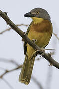 Grey-headed Bushshrike