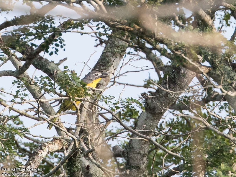 Monteiro's Bushshrikeadult, habitat