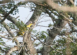 Monteiro's Bushshrike