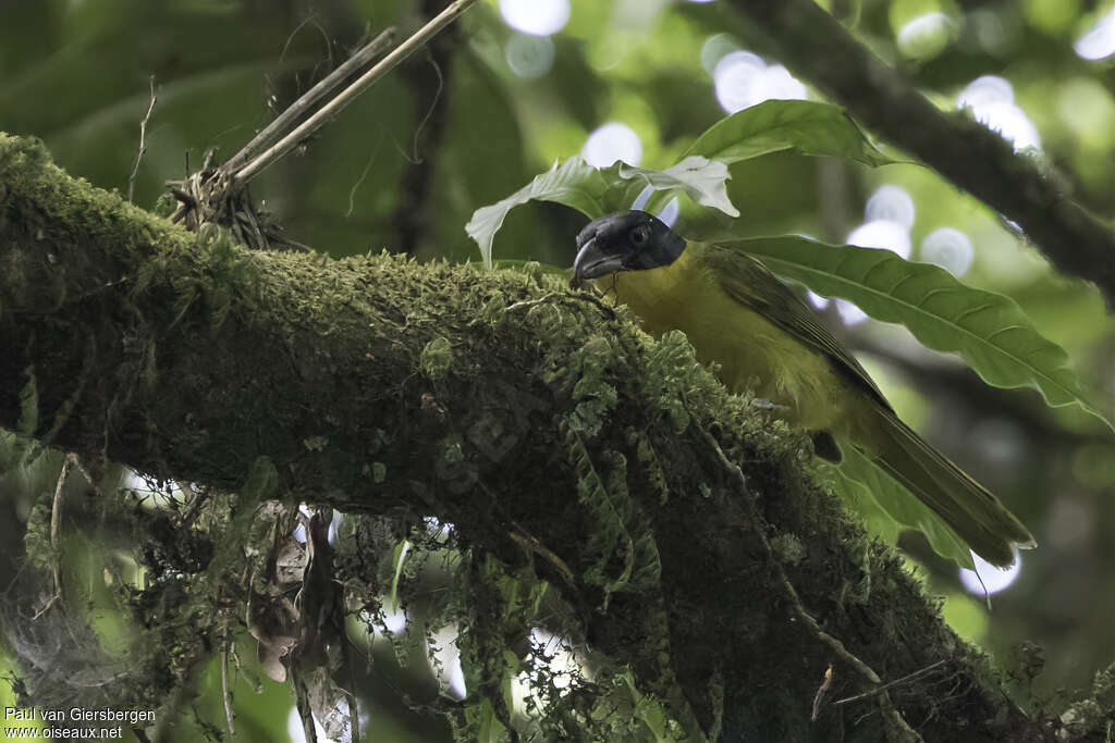 Uluguru Bushshrikeadult, identification