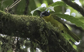 Uluguru Bushshrike