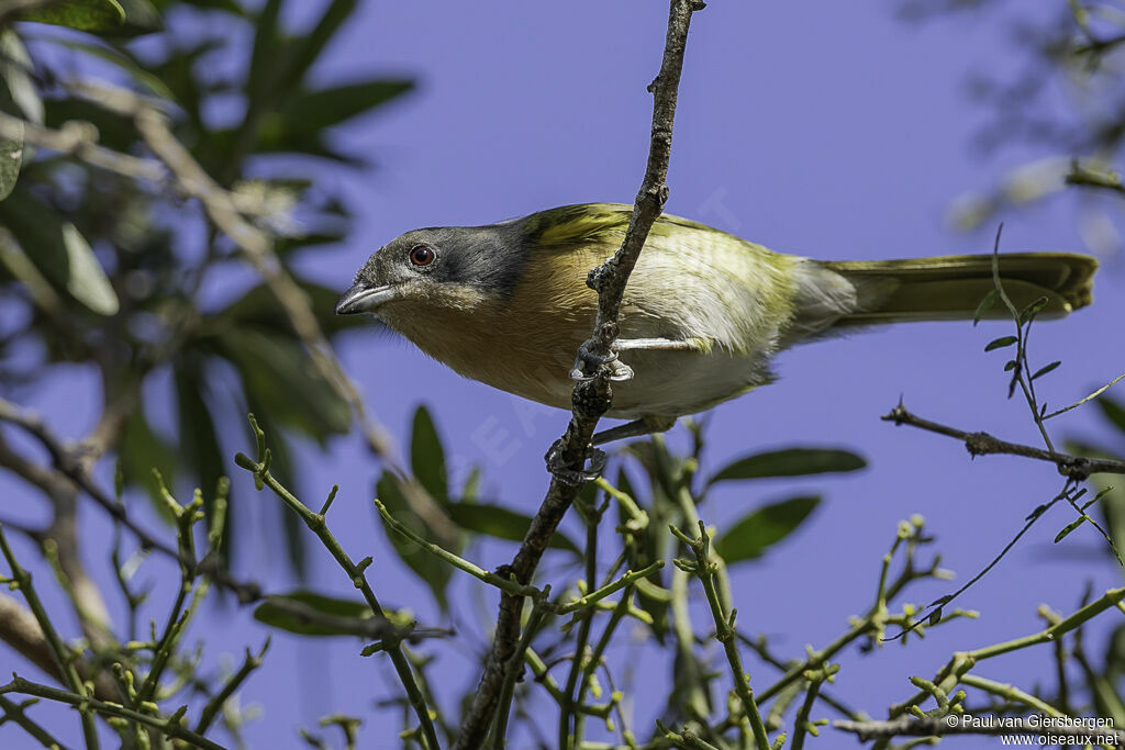 Olive Bushshrikeadult