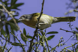 Olive Bushshrike