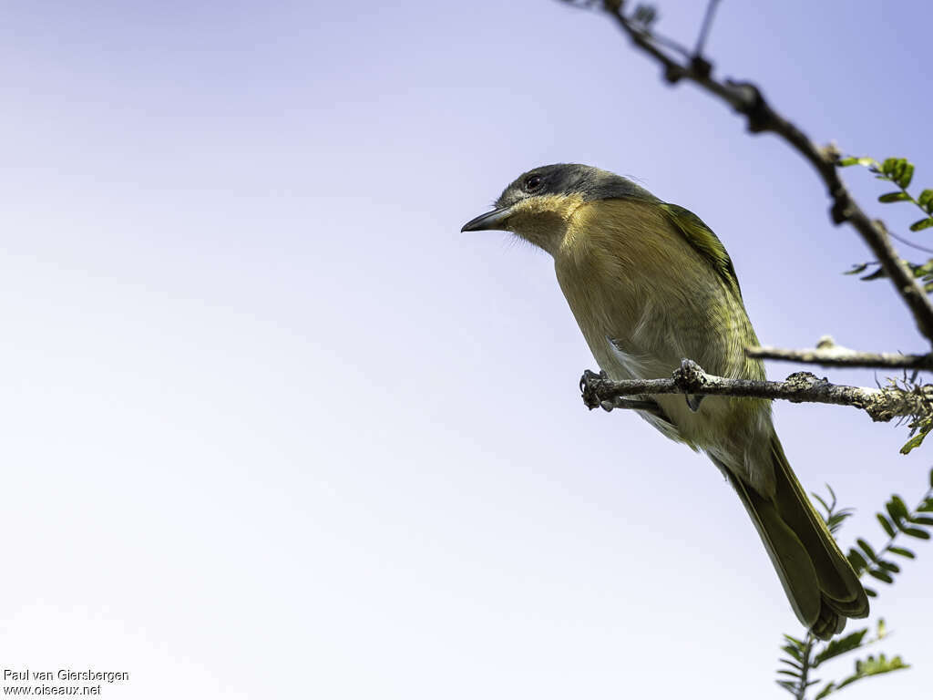 Olive Bushshrikeadult