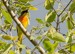 Orange-breasted Bushshrike