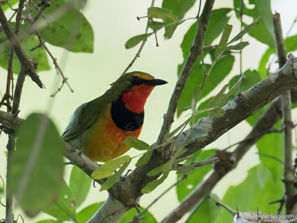 Gorgeous Bushshrike male adult