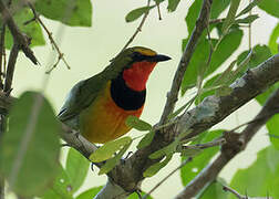 Gorgeous Bushshrike