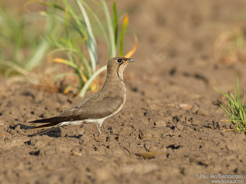 Collared Pratincole