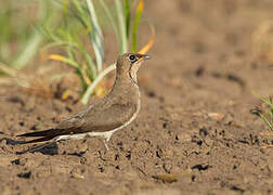 Collared Pratincole