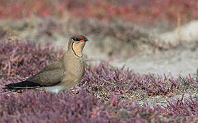 Collared Pratincole