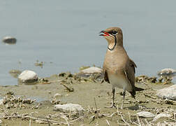 Collared Pratincole