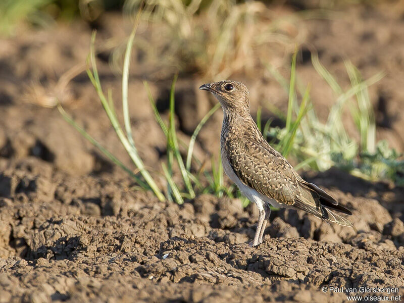 Collared Pratincole