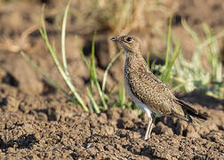 Collared Pratincole