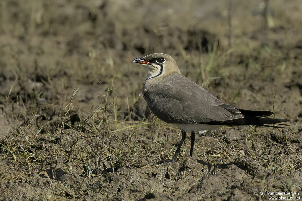 Collared Pratincoleadult