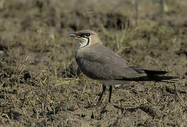 Collared Pratincole