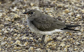 Collared Pratincole