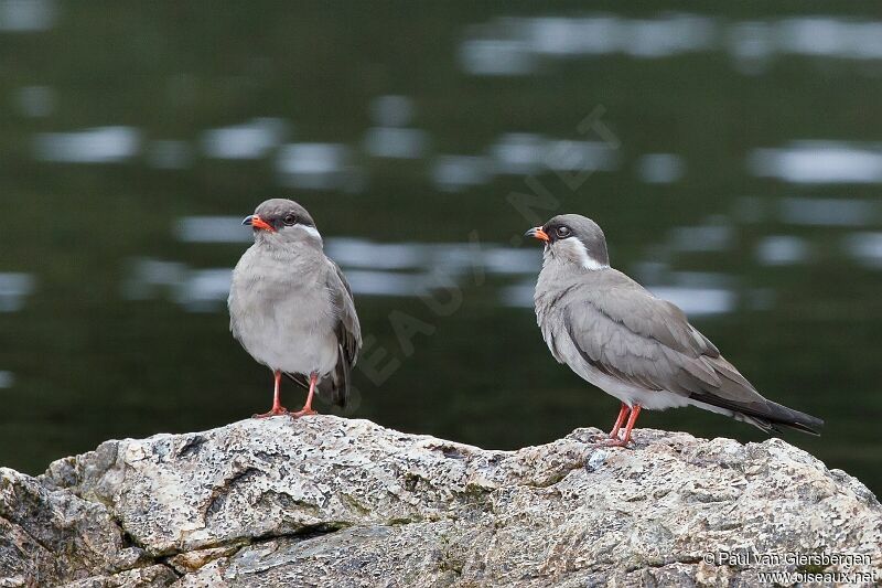 Rock Pratincole