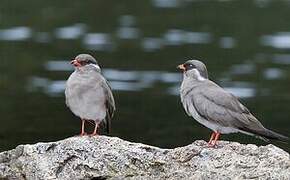 Rock Pratincole