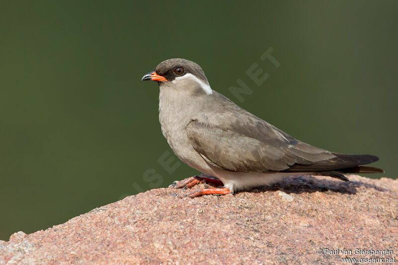 Rock Pratincole