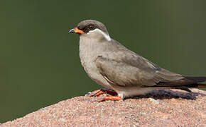 Rock Pratincole