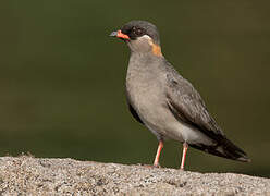 Rock Pratincole