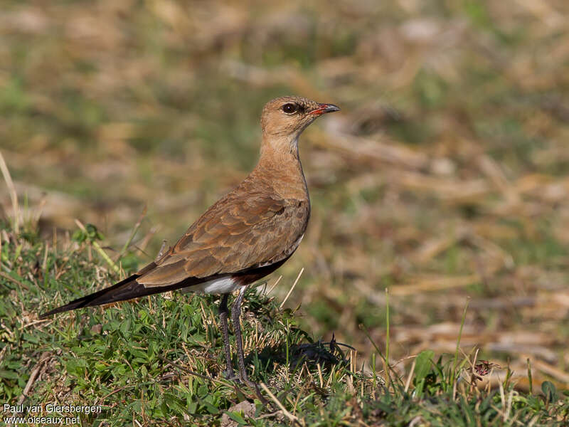 Glaréole isabelleadulte, identification