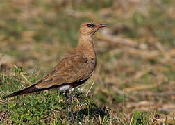 Australian Pratincole