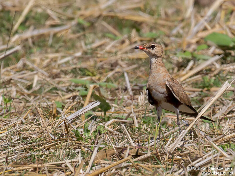 Australian Pratincole