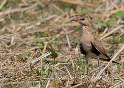 Australian Pratincole