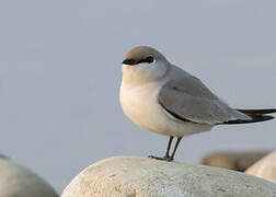 Small Pratincole