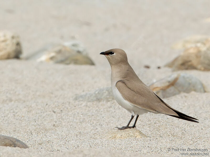 Small Pratincole