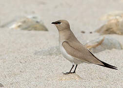 Small Pratincole