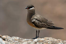 Madagascan Pratincole