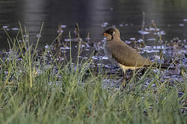 Oriental Pratincole