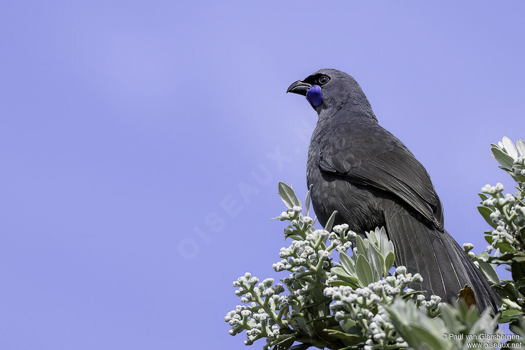 North Island Kokakoadult