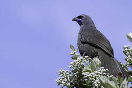 North Island Kokako