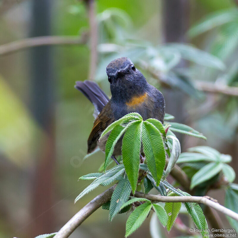 Rufous-gorgeted Flycatcher