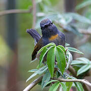 Rufous-gorgeted Flycatcher