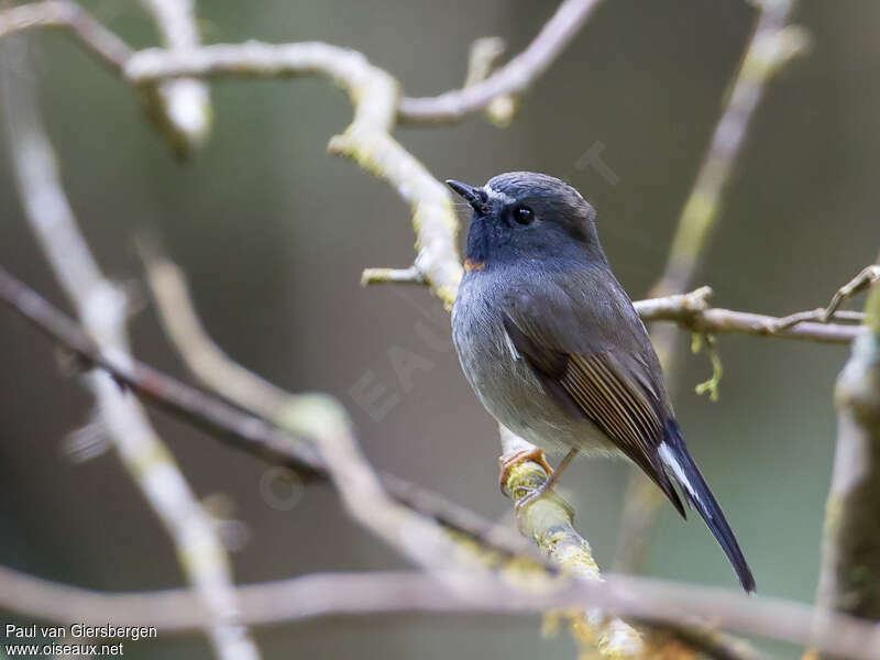 Rufous-gorgeted Flycatcheradult, identification