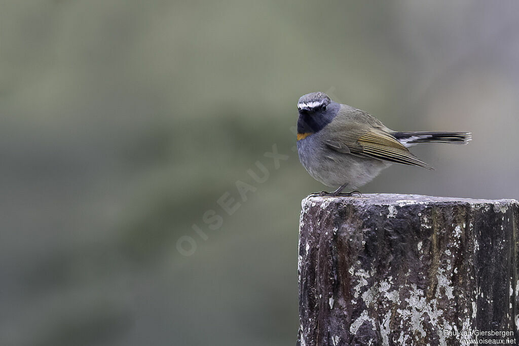 Rufous-gorgeted Flycatcheradult