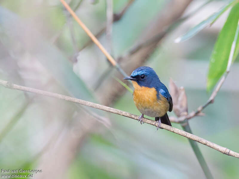 Large Blue Flycatcher male adult, identification