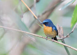 Large Blue Flycatcher