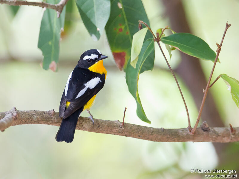 Yellow-rumped Flycatcher