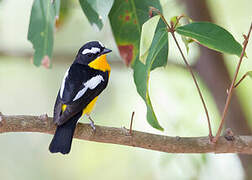 Yellow-rumped Flycatcher