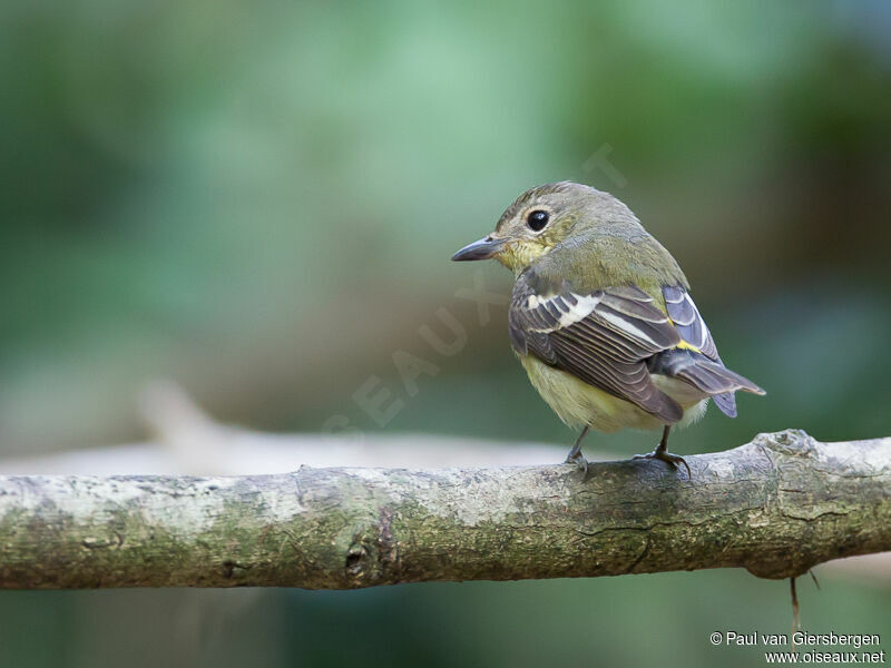 Yellow-rumped Flycatcher