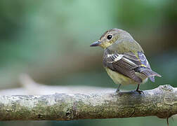 Yellow-rumped Flycatcher