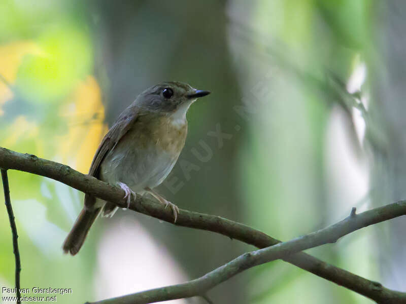 Fulvous-chested Jungle Flycatcher