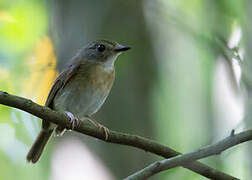 Fulvous-chested Jungle Flycatcher