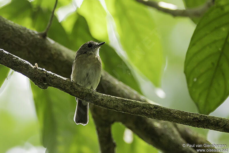 Fulvous-chested Jungle Flycatcheradult